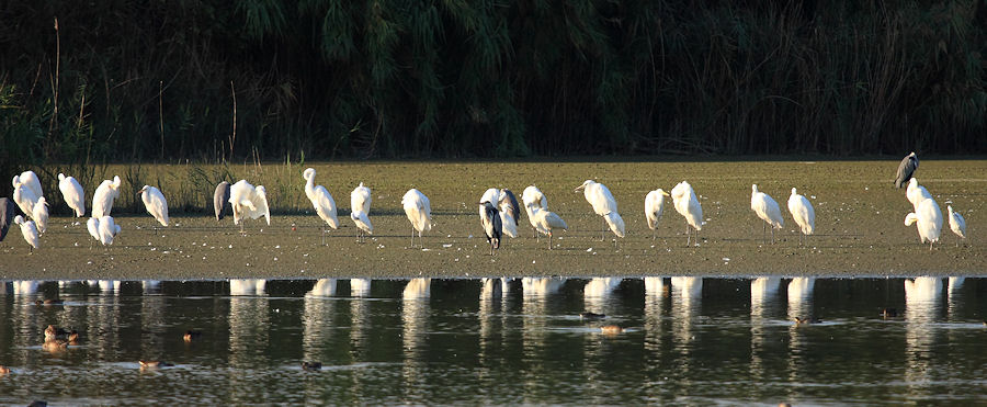 L''oasi WWF Stagni di Focognano (C.pi Bisenzio)